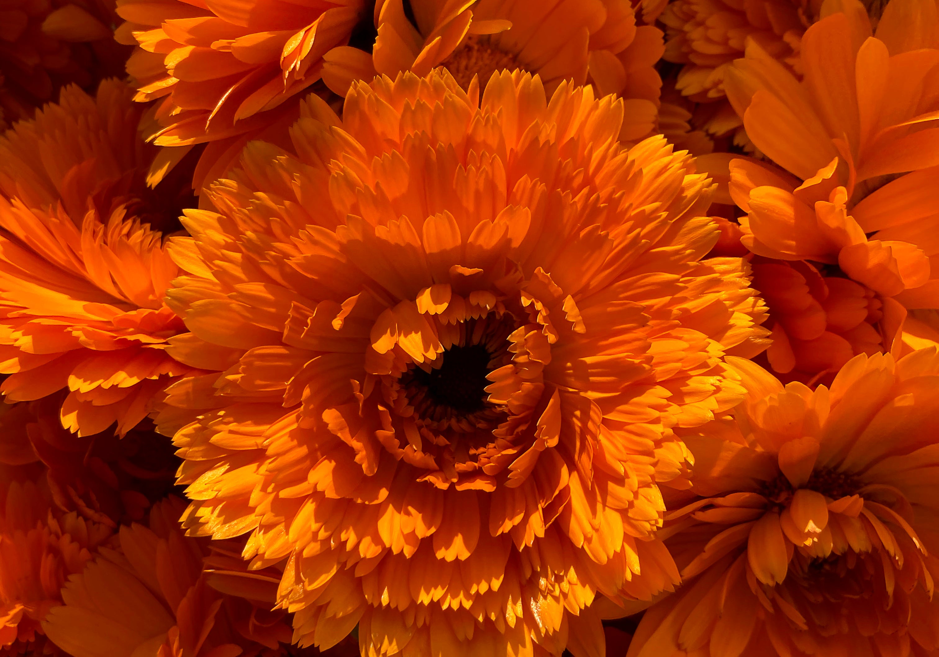Calendula: A Skin-Loving Hero