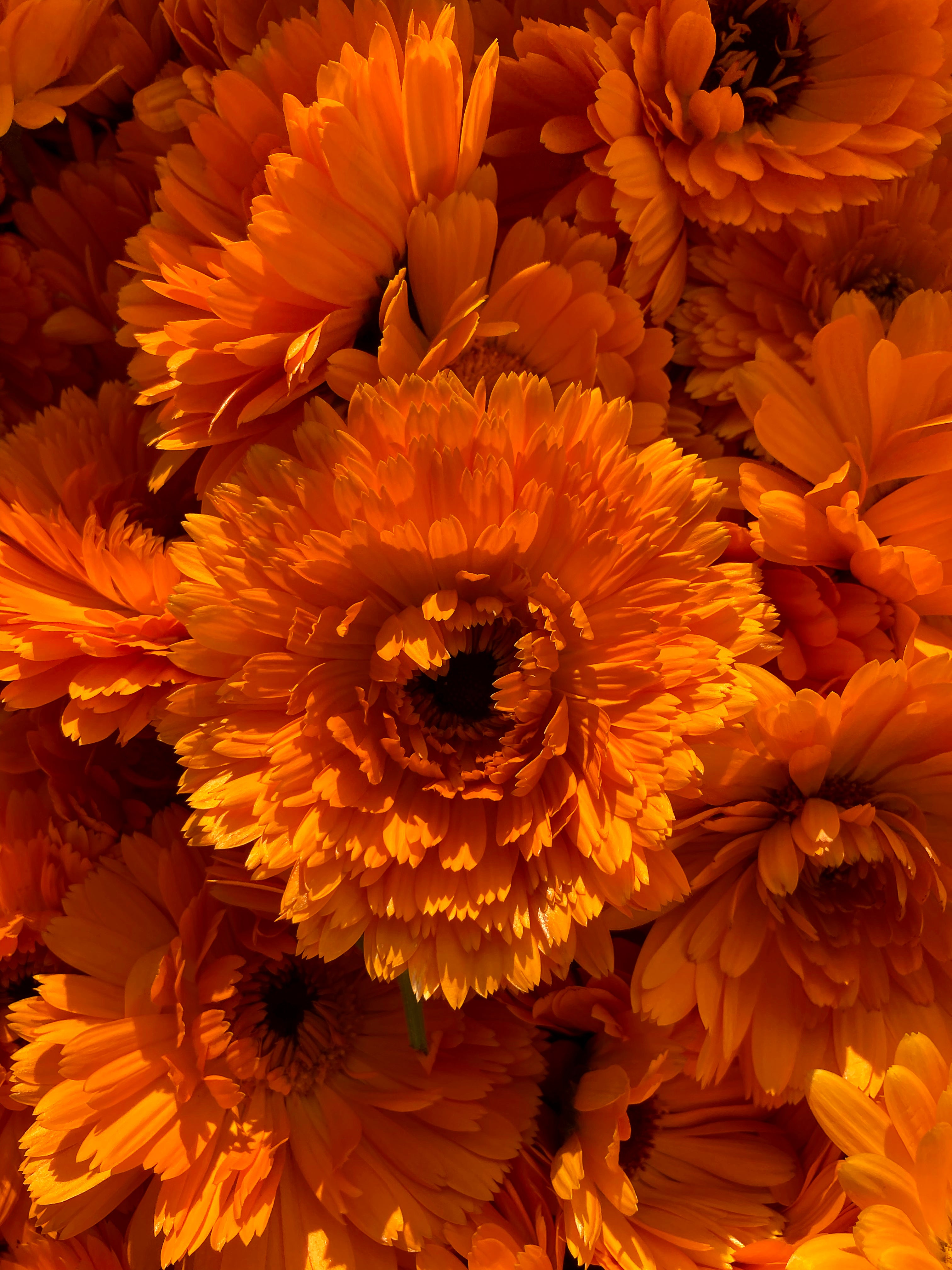 Calendula: A Skin-Loving Hero