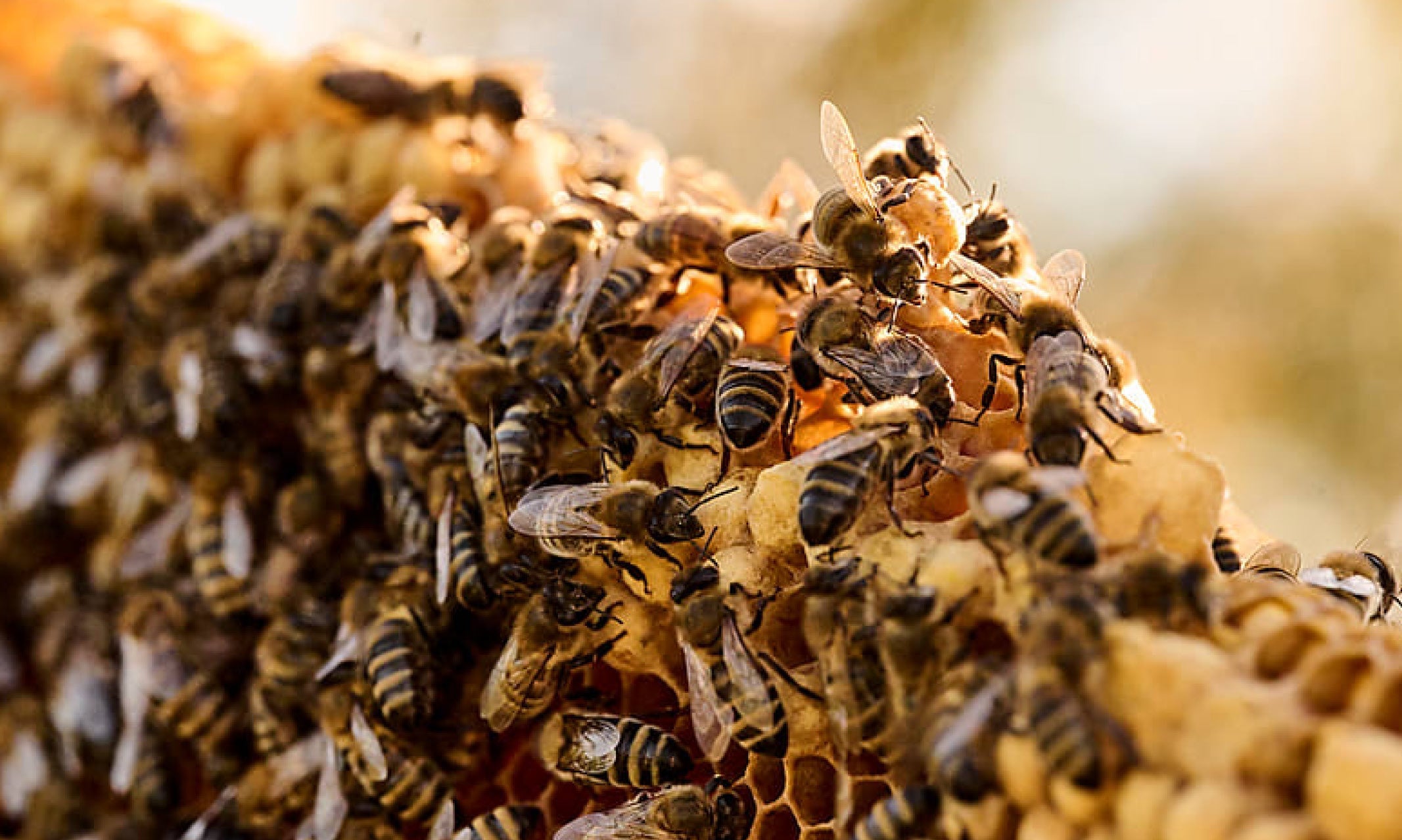 The Beekeeper Group