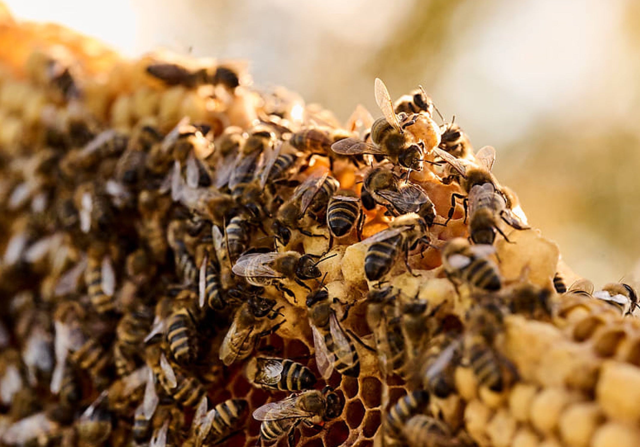 The Beekeeper Group