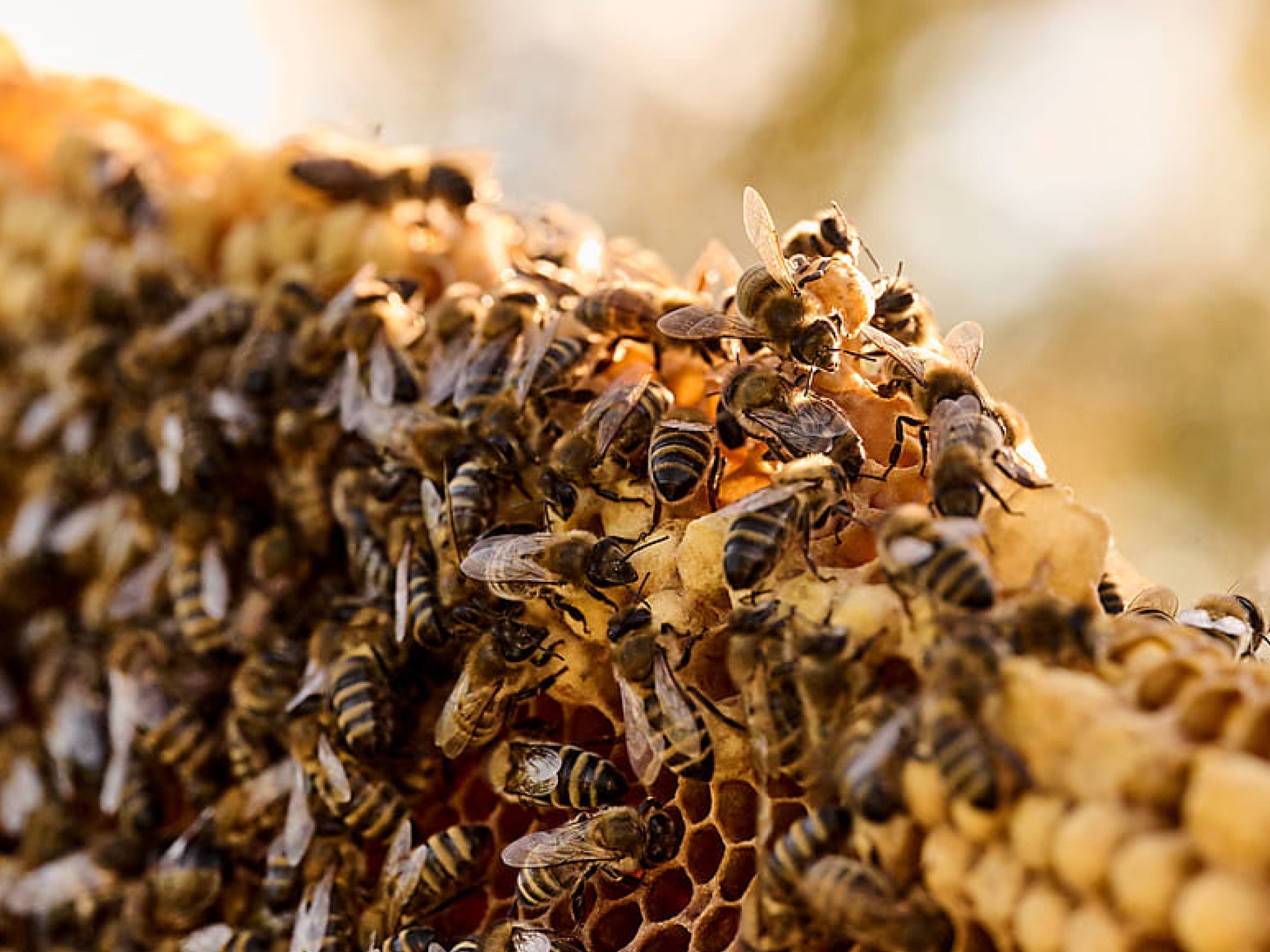 The Beekeeper Group