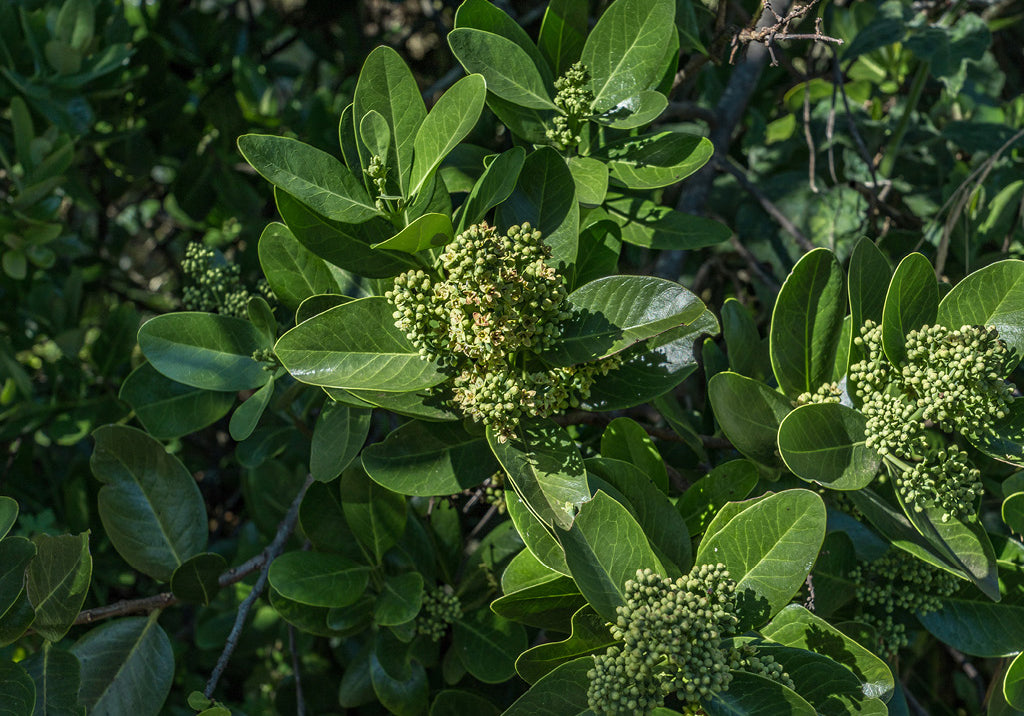Hawaiian Sandalwood Essential Oil: Nature’s Calming Elixir for Skin