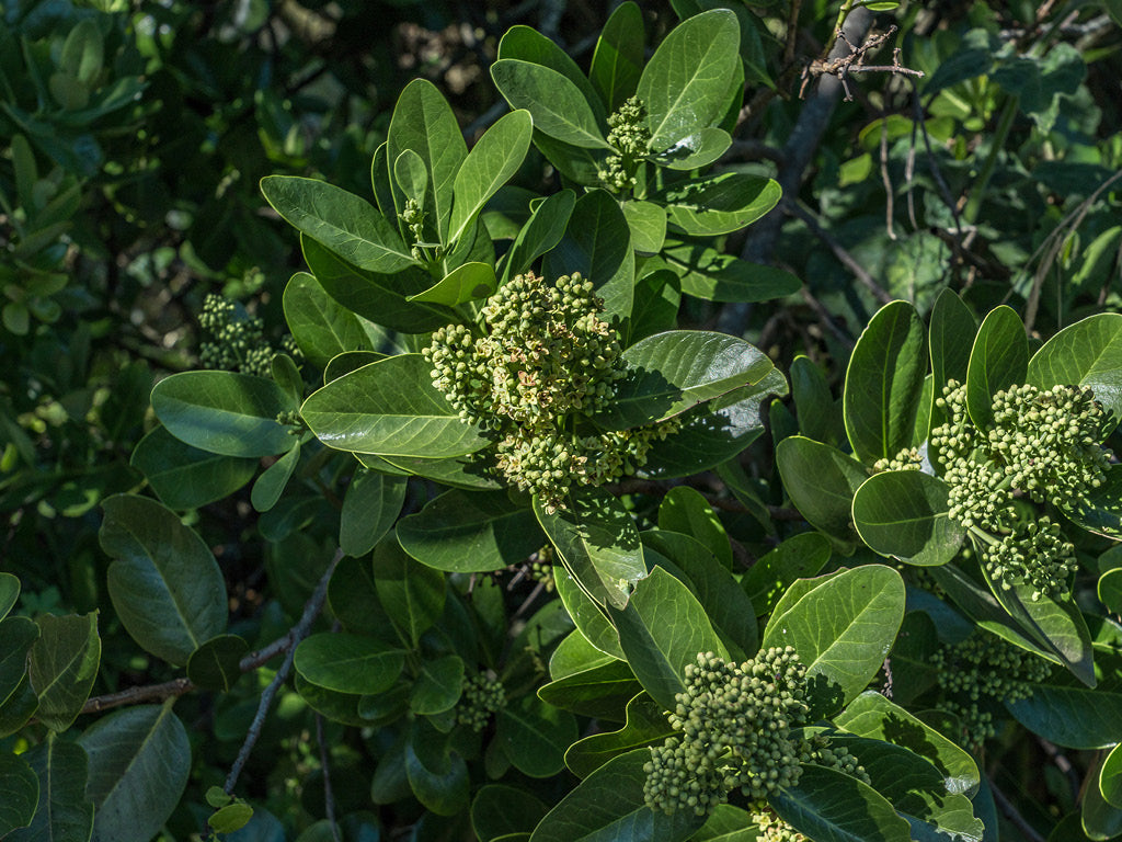Hawaiian Sandalwood Essential Oil: Nature’s Calming Elixir for Skin