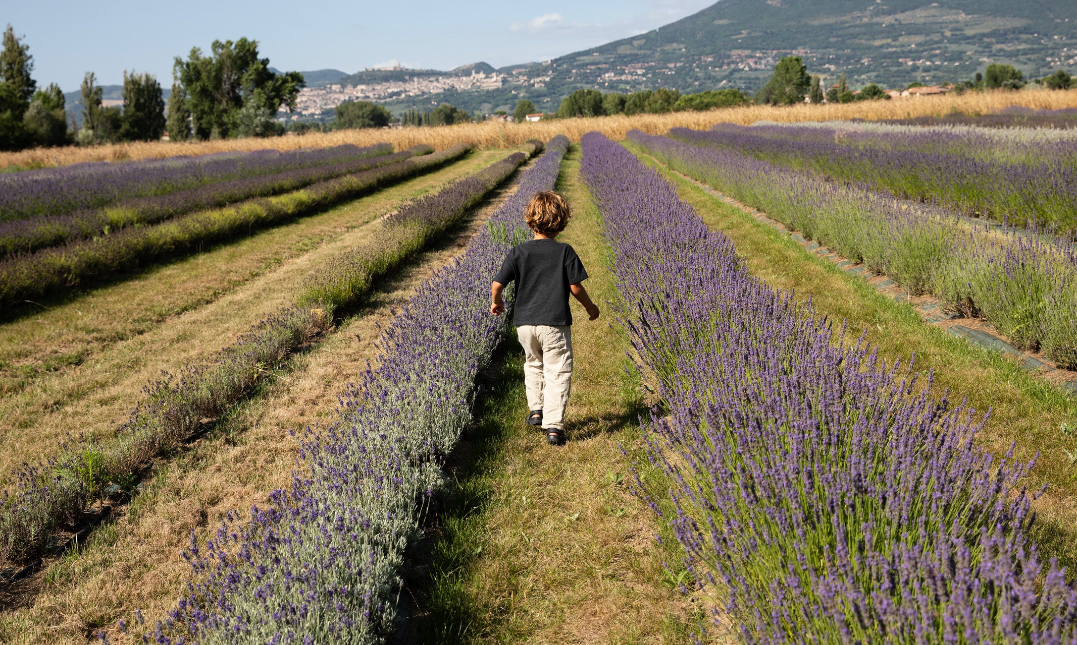 Lavender: The Essential Oil for Relaxation and Radiance