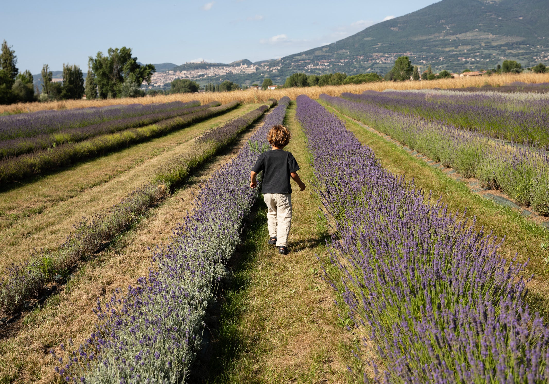 Lavender: The Essential Oil for Relaxation and Radiance