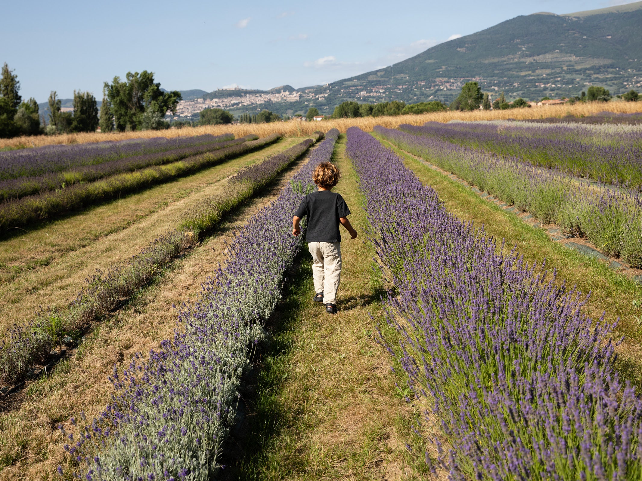 Lavender: The Essential Oil for Relaxation and Radiance