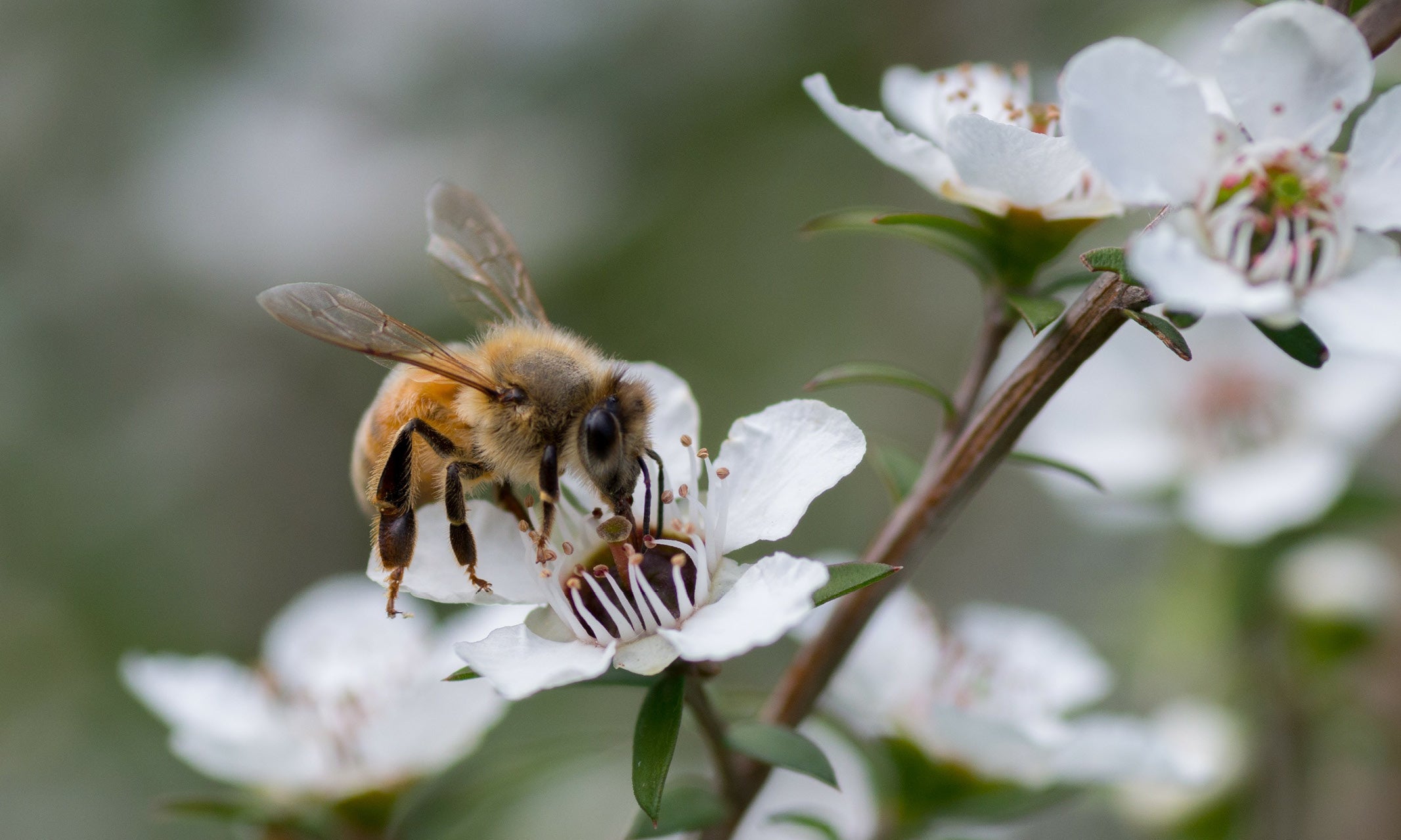 Source Beekeeper Group, NSW, Australia