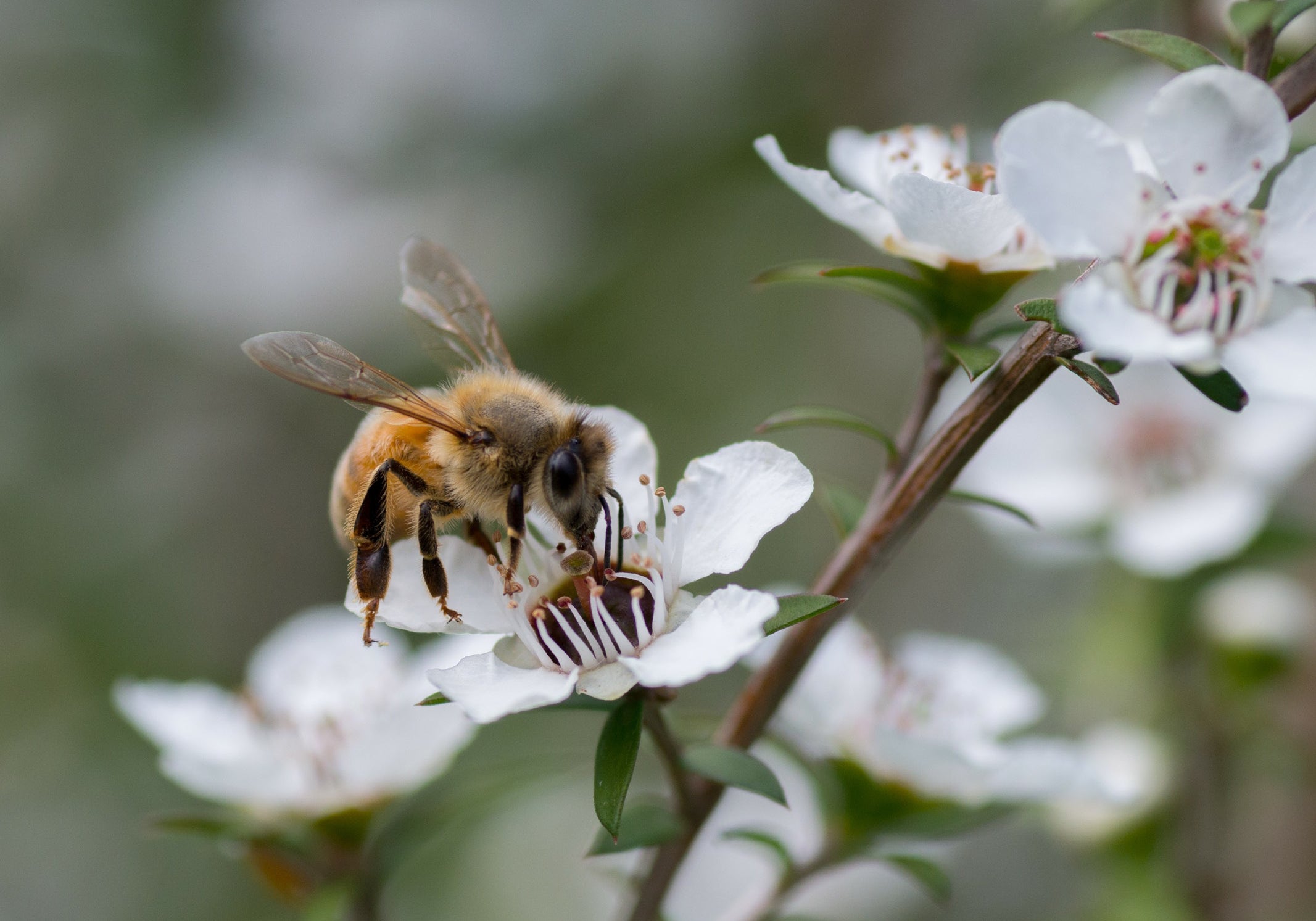 Source Beekeeper Group, NSW, Australia