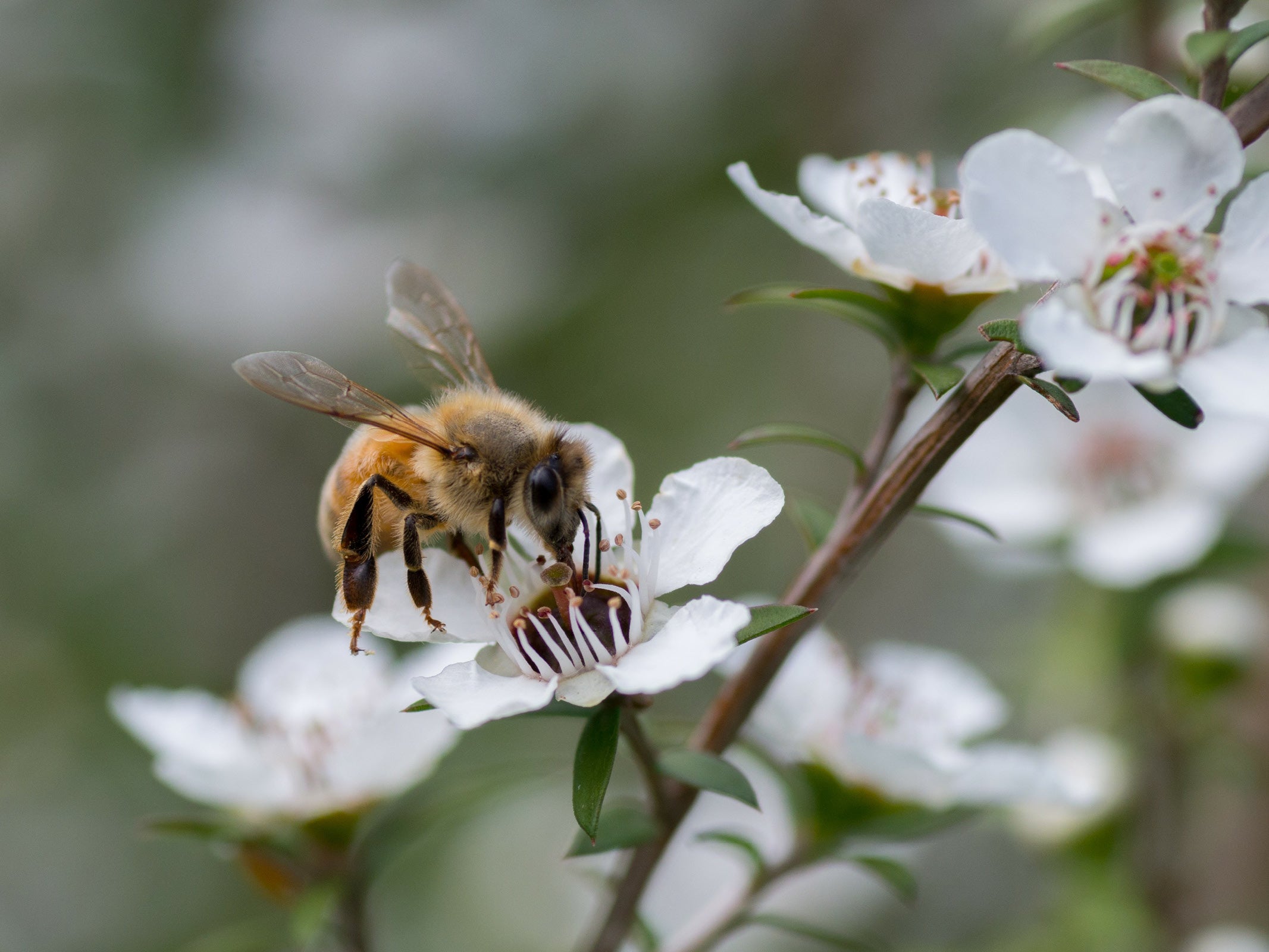 Source Beekeeper Group, NSW, Australia