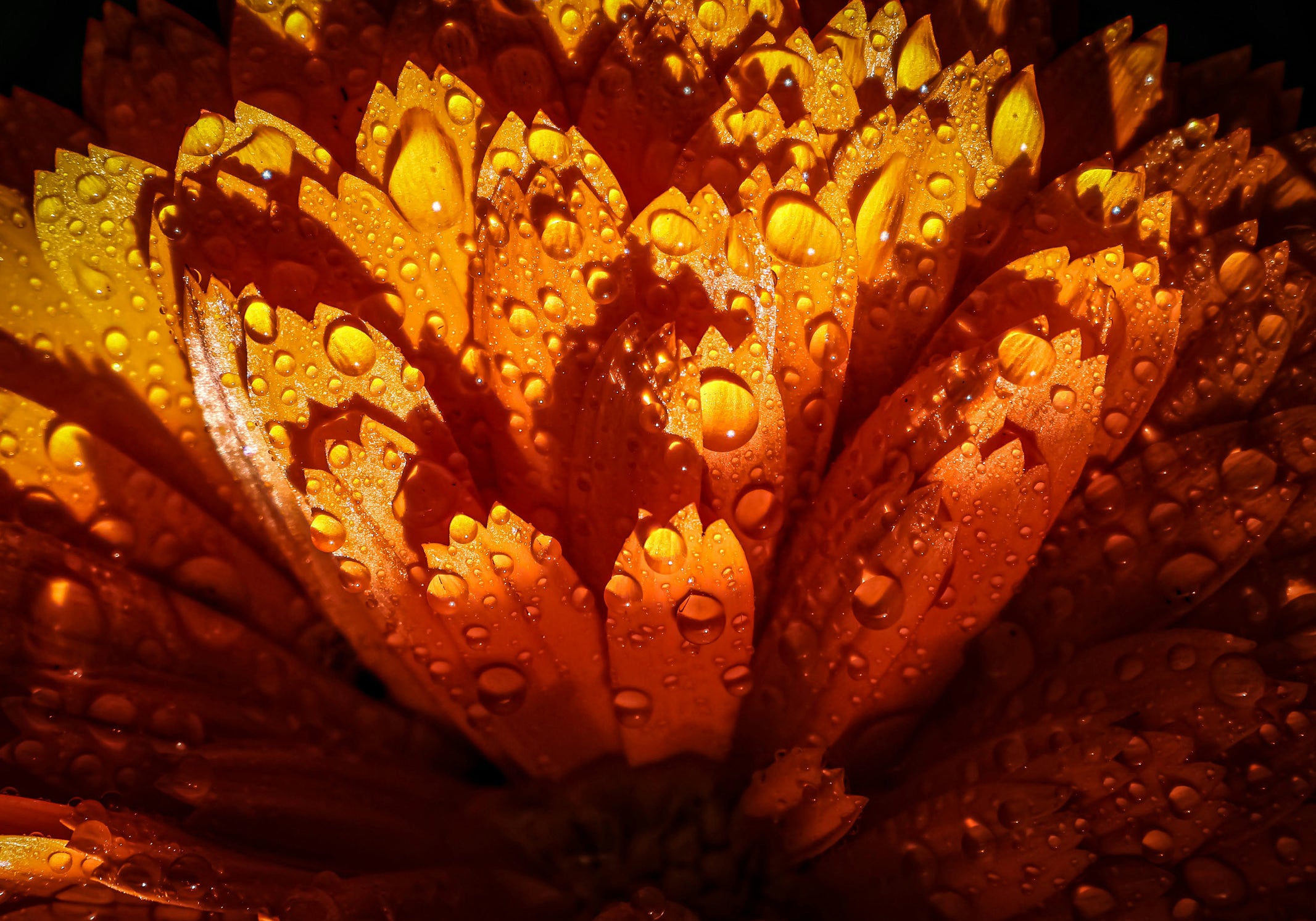 Aligning with Nature: The Benefits of Sourcing Ingredients from Their Native Habitats