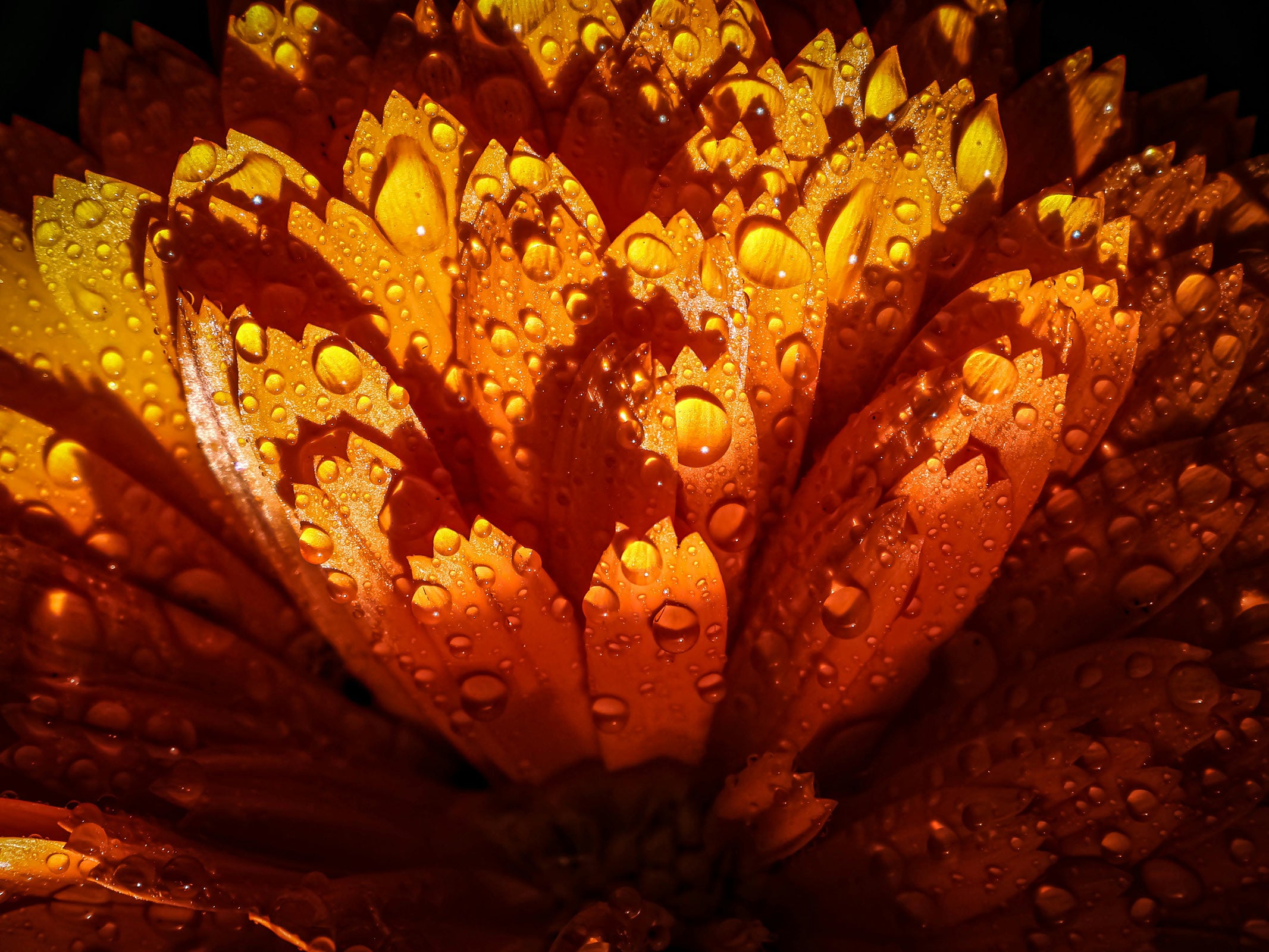Aligning with Nature: The Benefits of Sourcing Ingredients from Their Native Habitats
